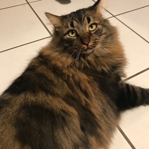 Meet your Posher, Sav - Picture 1 of 1